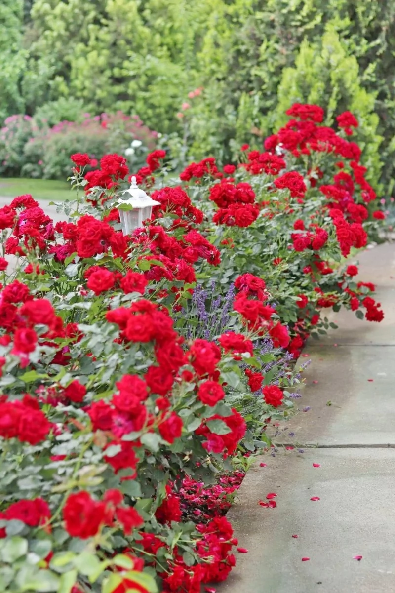 Jula Cazare | Bungalow (K0936-33) Imaginea poate fi supusă drepturilor de autor. Se recomandă contactarea titularului drepturilor.