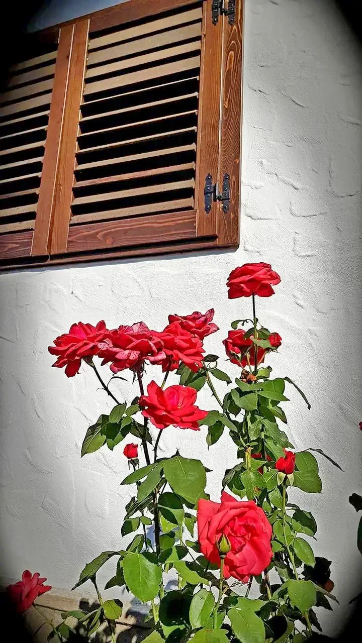 Székelyszentlélek Szállás | Üdülőfalu (K1359-5) A kép szerzői jogvédelem alatt állhat. Javasolt a kapcsolatfelvétel a jog tulajdonossal.