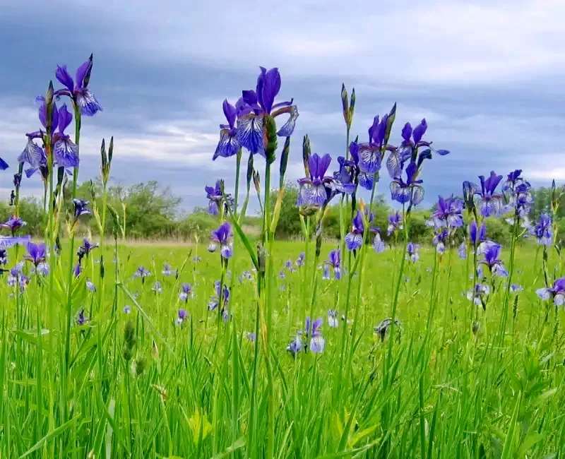 Pasul Bucin Cazare | Motel (K1072-47) Imaginea poate fi supusă drepturilor de autor. Se recomandă contactarea titularului drepturilor.