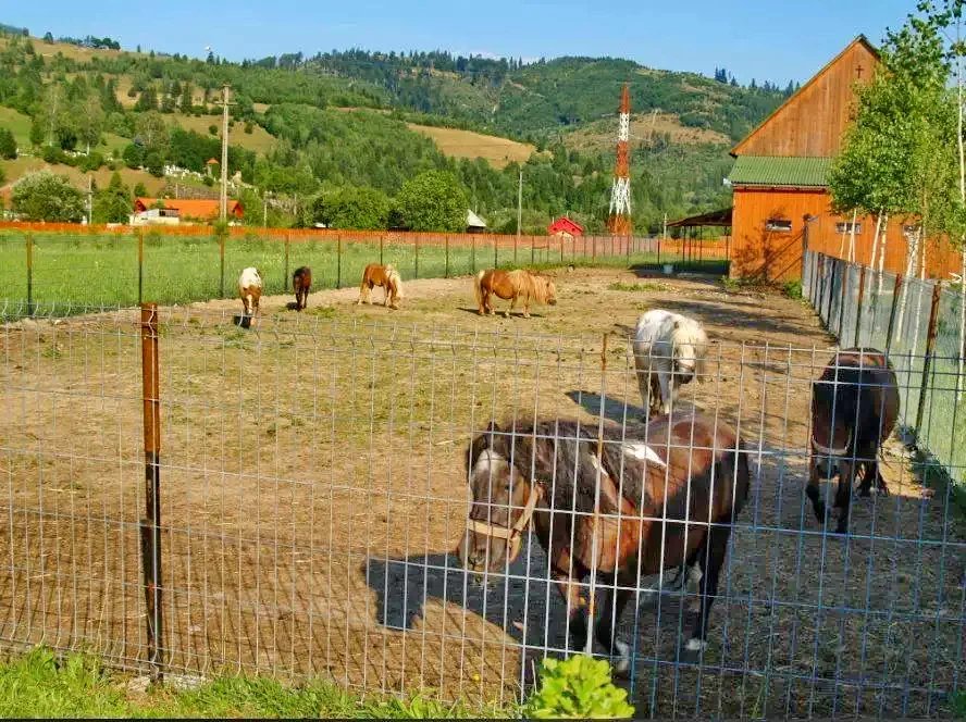 Făget Cazare | Motel (K1088-34) Imaginea poate fi supusă drepturilor de autor. Se recomandă contactarea titularului drepturilor.