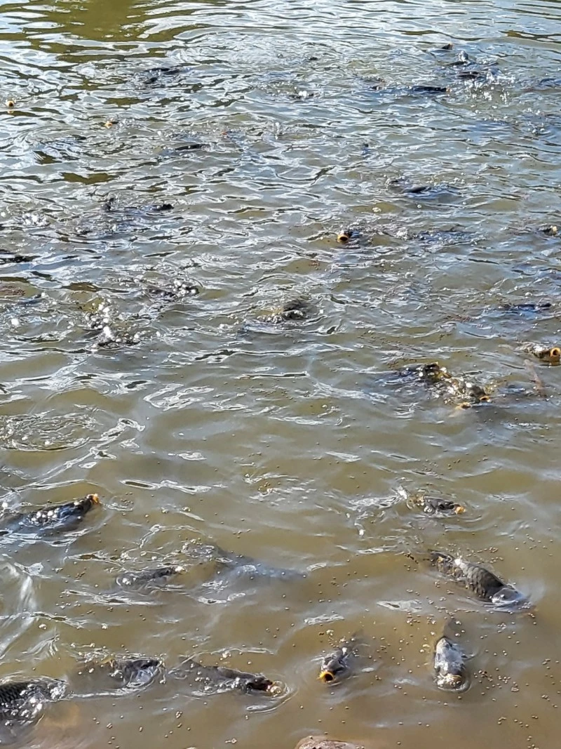 Gyergyócsomafalva Szállás | Motel (K1076-22) A kép szerzői jogvédelem alatt állhat. Javasolt a kapcsolatfelvétel a jog tulajdonossal.