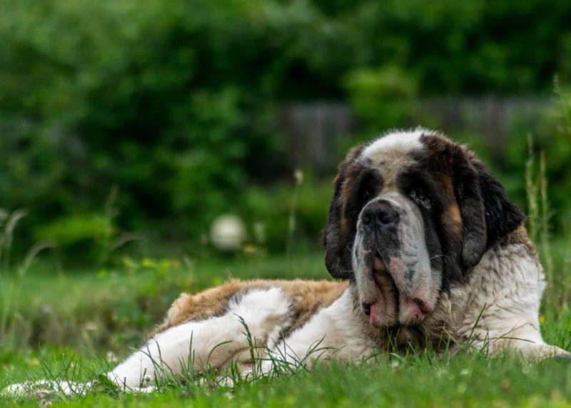 Ciumani Cazare | Motel (K1076-84) Imaginea poate fi supusă drepturilor de autor. Se recomandă contactarea titularului drepturilor.