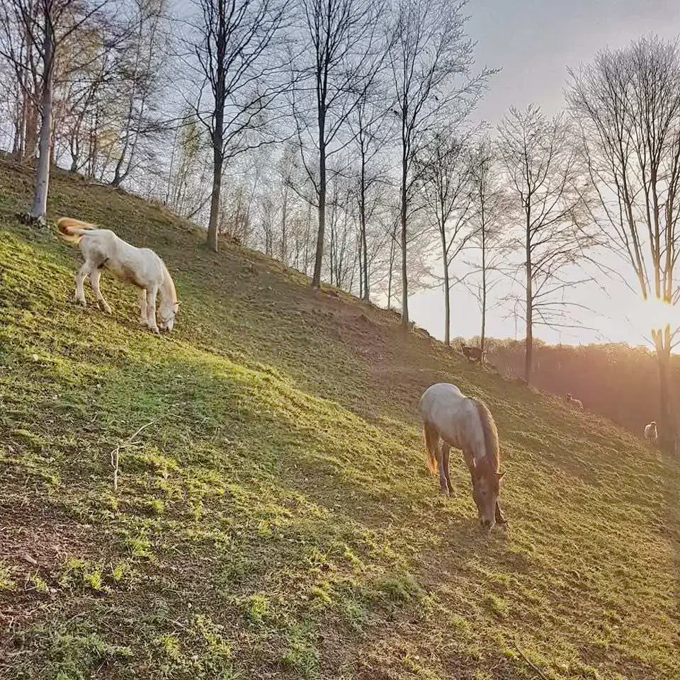 Szállás | Kulcsosház (K0538-24) A kép szerzői jogvédelem alatt állhat. Javasolt a kapcsolatfelvétel a jog tulajdonossal.  Szállás | Kulcsosház (K0538-24) A kép szerzői jogvédelem alatt állhat. Javasolt a kapcsolatfelvétel a jog tulajdonossal.