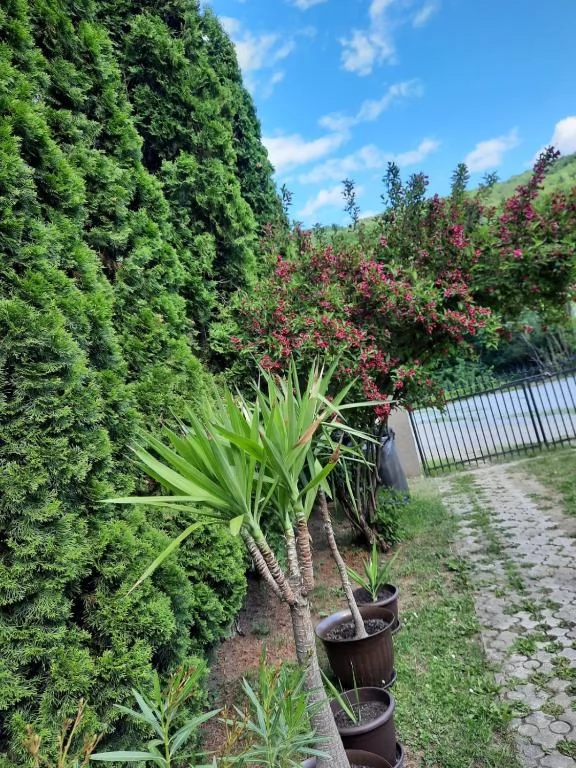 Szováta Szállás | Villa (K0315-21) A kép szerzői jogvédelem alatt állhat. Javasolt a kapcsolatfelvétel a jog tulajdonossal.