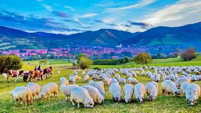 Rășinari Cazare | Motel (K0392-18) Imaginea poate fi supusă drepturilor de autor. Se recomandă contactarea titularului drepturilor.