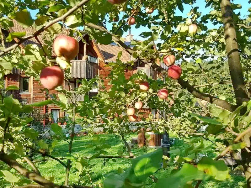 Băile Tușnad Cazare | Pensiune turistică (K1156-14) Imaginea poate fi supusă drepturilor de autor. Se recomandă contactarea titularului drepturilor.