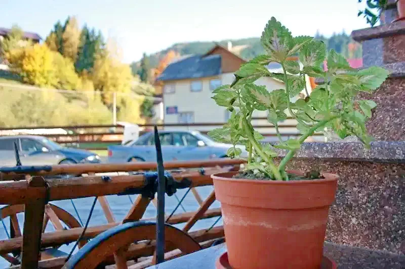 Borșa Cazare | Pensiune (K1246-28) Imaginea poate fi supusă drepturilor de autor. Se recomandă contactarea titularului drepturilor. Borșa Cazare | Pensiune (K1246-28) Imaginea poate fi supusă drepturilor de autor. Se recomandă contactarea titularului drepturilor.