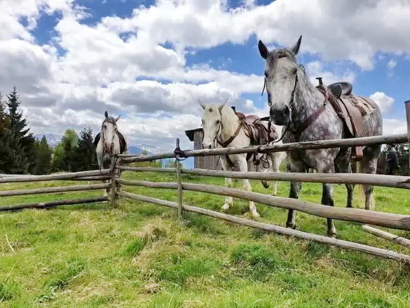 Borșa Cazare | Motel (K0989-28) Imaginea poate fi supusă drepturilor de autor. Se recomandă contactarea titularului drepturilor.