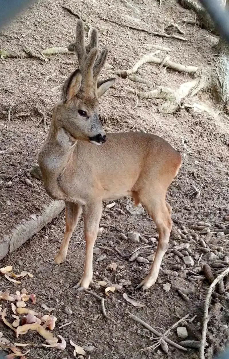 Borșa Cazare | Motel (K0989-38) Imaginea poate fi supusă drepturilor de autor. Se recomandă contactarea titularului drepturilor.