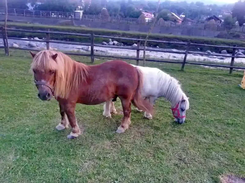 Corbeni Cazare | Pensiune (K0625-49) Imaginea poate fi supusă drepturilor de autor. Se recomandă contactarea titularului drepturilor. Corbeni Cazare | Pensiune (K0625-49) Imaginea poate fi supusă drepturilor de autor. Se recomandă contactarea titularului drepturilor.