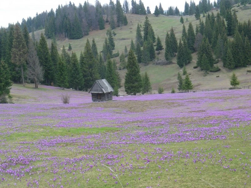 Gârda de Sus Cazare | Pensiune (K0837-24) Imaginea poate fi supusă drepturilor de autor. Se recomandă contactarea titularului drepturilor. Gârda de Sus Cazare | Pensiune (K0837-24) Imaginea poate fi supusă drepturilor de autor. Se recomandă contactarea titularului drepturilor.