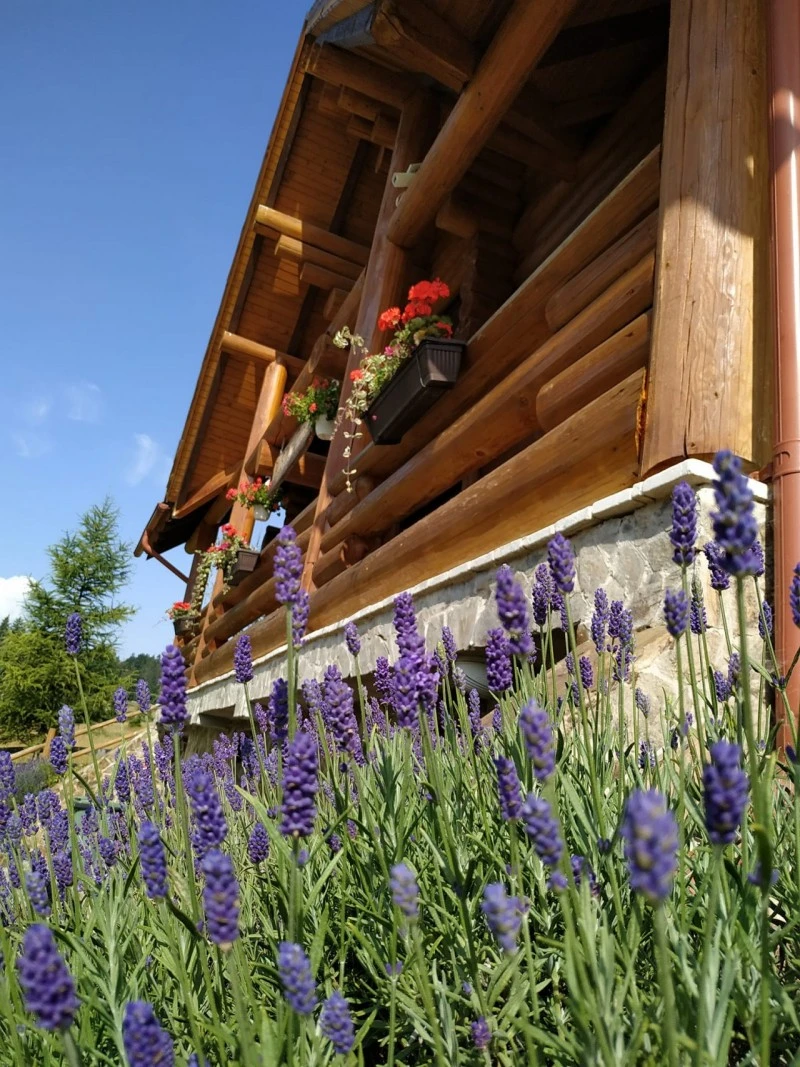 Felsőgirda Szállás | Panzió (K0837-48) A kép szerzői jogvédelem alatt állhat. Javasolt a kapcsolatfelvétel a jog tulajdonossal.