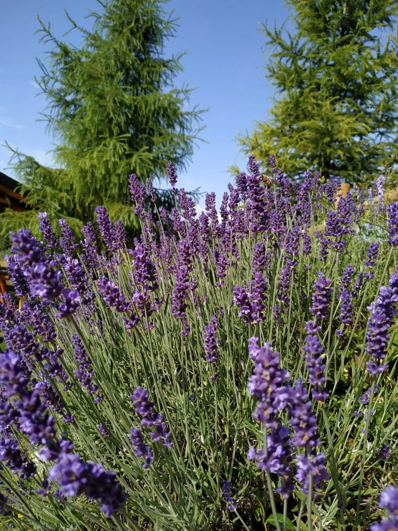 Gârda de Sus Cazare | Motel (K0837-50) Imaginea poate fi supusă drepturilor de autor. Se recomandă contactarea titularului drepturilor.