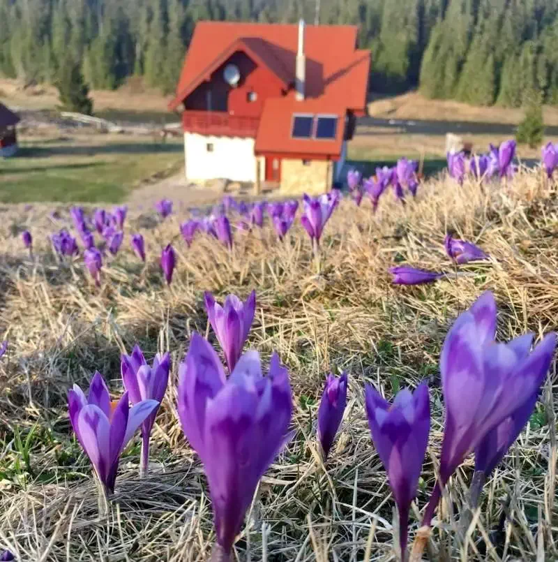 Smida Szállás | Panzió (K1247-33) A kép szerzői jogvédelem alatt állhat. Javasolt a kapcsolatfelvétel a jog tulajdonossal.