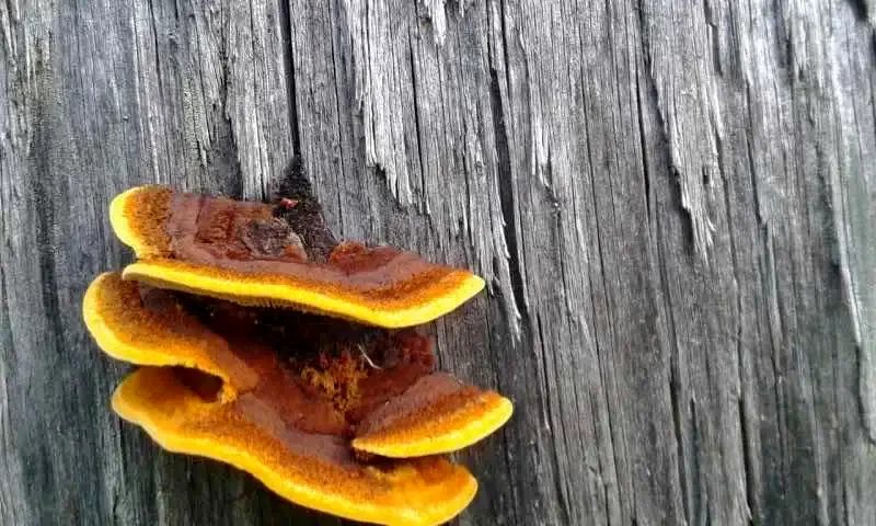 Beliș Cazare | Motel (K1005-28) Imaginea poate fi supusă drepturilor de autor. Se recomandă contactarea titularului drepturilor.