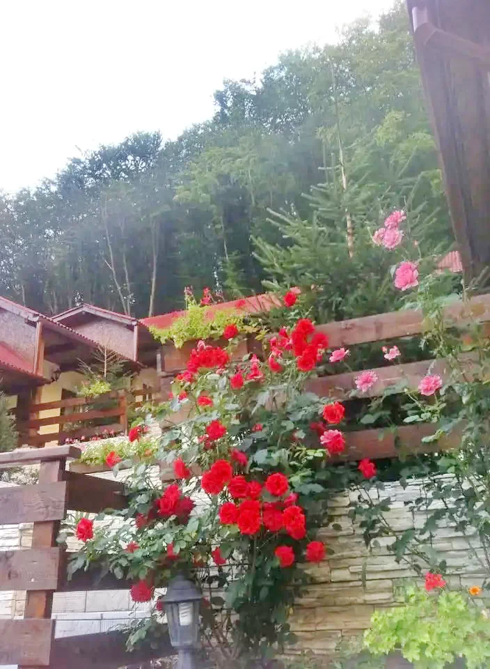 Hunedoara Cazare | Sat de vacanță (K1406-31) Imaginea poate fi supusă drepturilor de autor. Se recomandă contactarea titularului drepturilor.