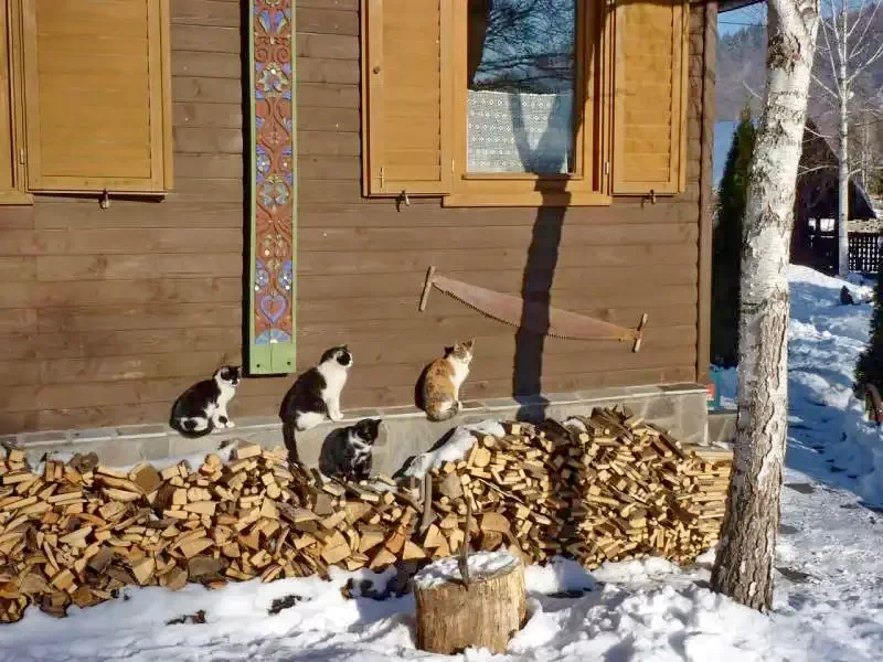 Barajul Zetea Cazare | Cabană (K0486-70) Imaginea poate fi supusă drepturilor de autor. Se recomandă contactarea titularului drepturilor. Barajul Zetea Cazare | Cabană (K0486-70) Imaginea poate fi supusă drepturilor de autor. Se recomandă contactarea titularului drepturilor.