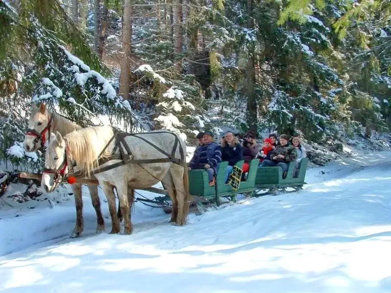 Szállás Zetea - Casa la cheie Nagy Lak III-VII. *** | Zeteváralja - Nagy Lak III-VII. Kulcsosházak ***. A kép szerzői jogvédelem alatt állhat. Javasolt a kapcsolatfelvétel a jog tulajdonossal.