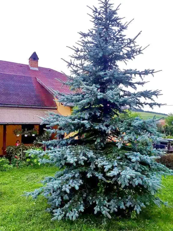 Székelykál Szállás | Motel (K0216-19) A kép szerzői jogvédelem alatt állhat. Javasolt a kapcsolatfelvétel a jog tulajdonossal.