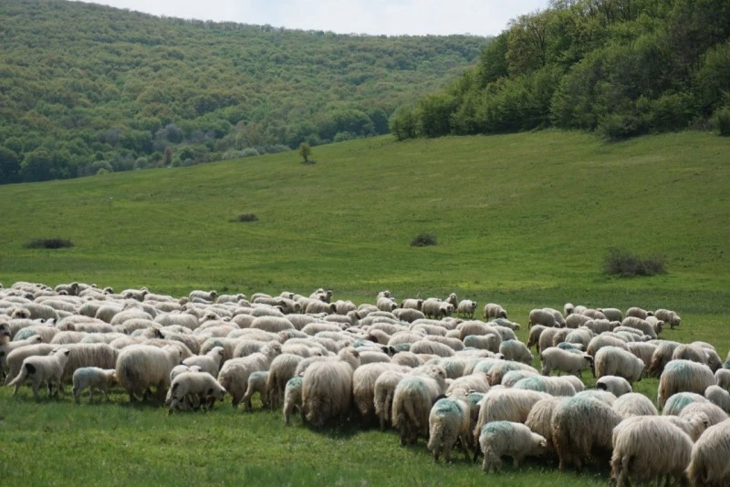 Sic Cazare | Pensiune (K1538-56) Imaginea poate fi supusă drepturilor de autor. Se recomandă contactarea titularului drepturilor. Sic Cazare | Pensiune (K1538-56) Imaginea poate fi supusă drepturilor de autor. Se recomandă contactarea titularului drepturilor.