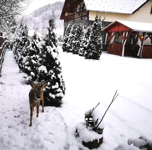 Tibod Cazare | Camping / Popas turistic (K0636-58) Imaginea poate fi supusă drepturilor de autor. Se recomandă contactarea titularului drepturilor.