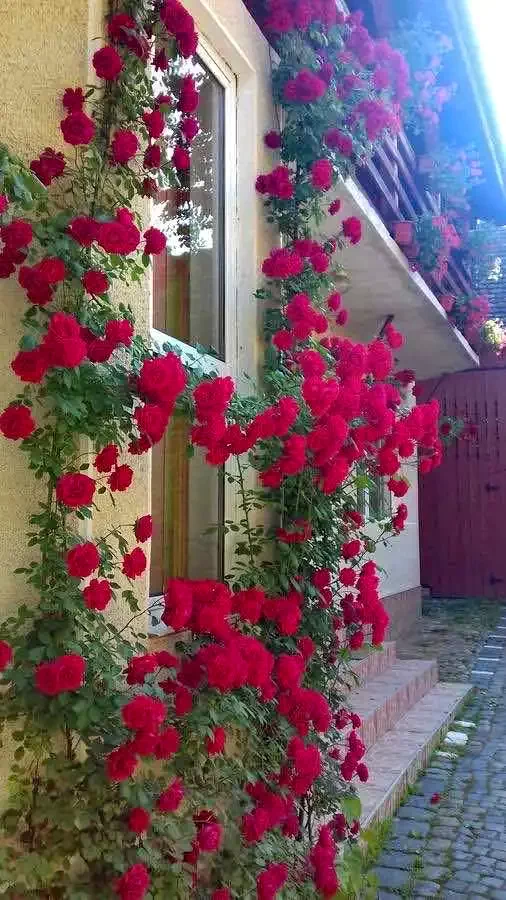 Gura Râului Cazare | Motel (K1039-36) Imaginea poate fi supusă drepturilor de autor. Se recomandă contactarea titularului drepturilor.