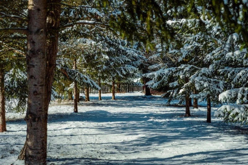 Izvoare Cazare | Sat de vacanță (K0225-50) Imaginea poate fi supusă drepturilor de autor. Se recomandă contactarea titularului drepturilor.