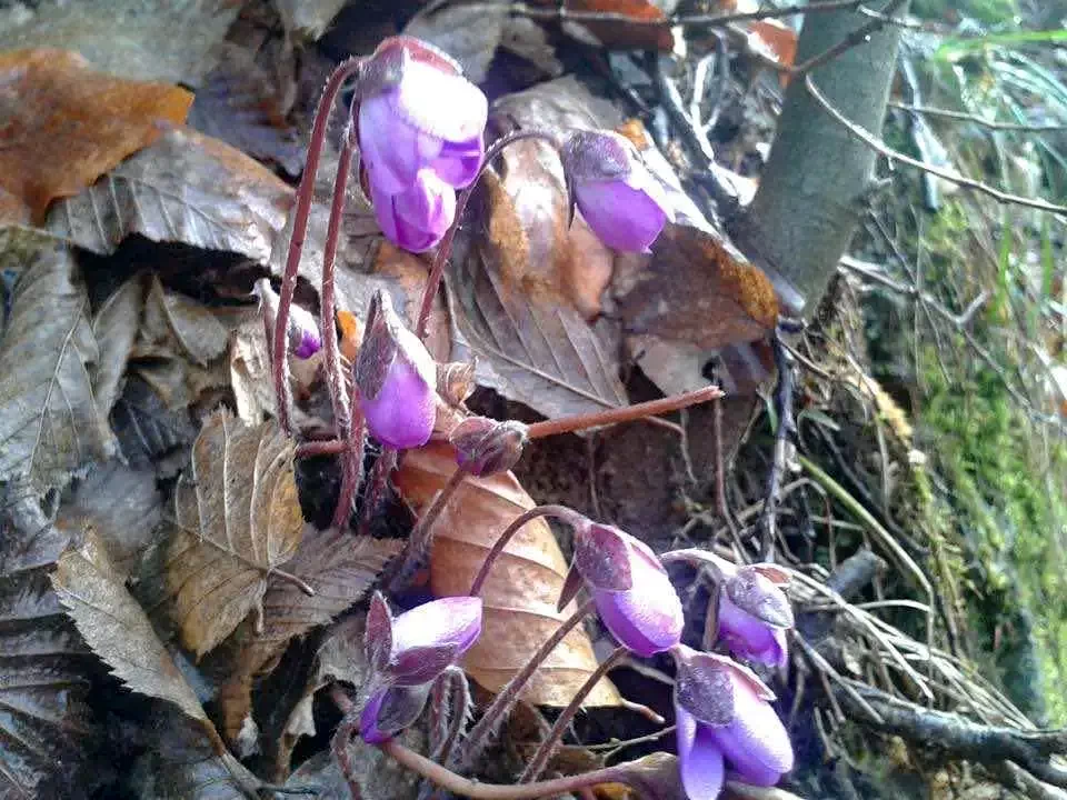 Biharfüred Szállás | Panzió (K0143-65) A kép szerzői jogvédelem alatt állhat. Javasolt a kapcsolatfelvétel a jog tulajdonossal. Biharfüred Szállás | Panzió (K0143-65) A kép szerzői jogvédelem alatt állhat. Javasolt a kapcsolatfelvétel a jog tulajdonossal.