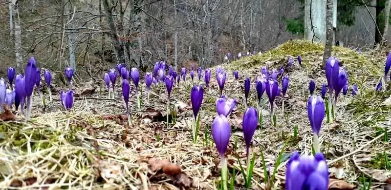 Biharfüred Szállás | Panzió (K0143-66) A kép szerzői jogvédelem alatt állhat. Javasolt a kapcsolatfelvétel a jog tulajdonossal. Biharfüred Szállás | Panzió (K0143-66) A kép szerzői jogvédelem alatt állhat. Javasolt a kapcsolatfelvétel a jog tulajdonossal.