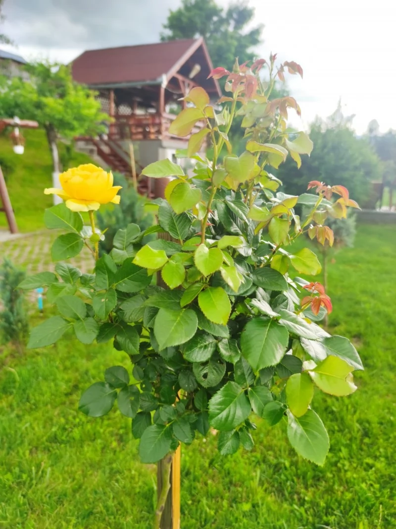 Toplița Cazare | Sat de vacanță (K0160-14) Imaginea poate fi supusă drepturilor de autor. Se recomandă contactarea titularului drepturilor.