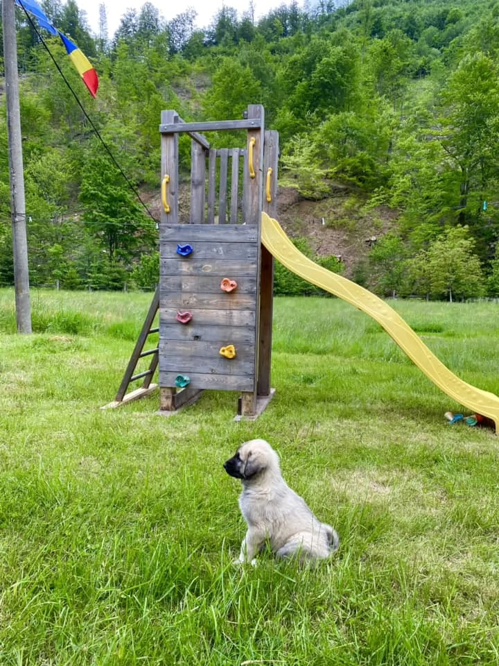 Valea Boga Cazare | Cabană (K1455-45) Imaginea poate fi supusă drepturilor de autor. Se recomandă contactarea titularului drepturilor. Valea Boga Cazare | Cabană (K1455-45) Imaginea poate fi supusă drepturilor de autor. Se recomandă contactarea titularului drepturilor.