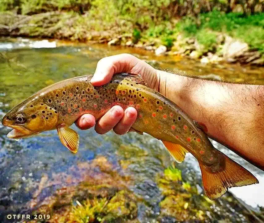 Pádis Szállás | Vendégház (K0711-46) A kép szerzői jogvédelem alatt állhat. Javasolt a kapcsolatfelvétel a jog tulajdonossal. Pádis Szállás | Vendégház (K0711-46) A kép szerzői jogvédelem alatt állhat. Javasolt a kapcsolatfelvétel a jog tulajdonossal.