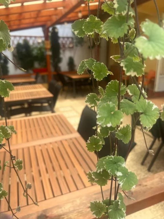 Aknasúgatag Szállás | Motel (K1006-56) A kép szerzői jogvédelem alatt állhat. Javasolt a kapcsolatfelvétel a jog tulajdonossal.