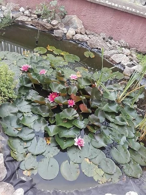 Lăzarea Cazare | Hotel**** (K1462-30) Imaginea poate fi supusă drepturilor de autor. Se recomandă contactarea titularului drepturilor.