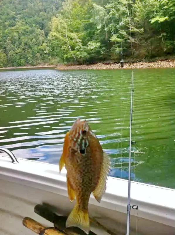 Gyalu Szállás | Üdülőfalu (K0893-33) A kép szerzői jogvédelem alatt állhat. Javasolt a kapcsolatfelvétel a jog tulajdonossal.