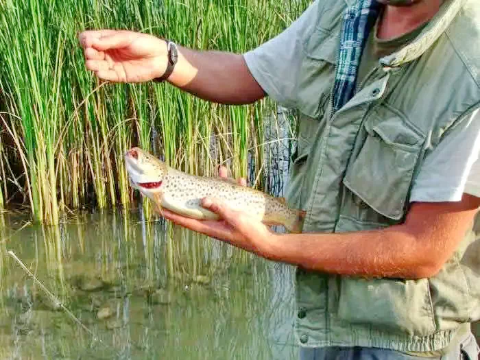 Gyalu Szállás | Kulcsosház (K0893-35) A kép szerzői jogvédelem alatt állhat. Javasolt a kapcsolatfelvétel a jog tulajdonossal. Gyalu Szállás | Kulcsosház (K0893-35) A kép szerzői jogvédelem alatt állhat. Javasolt a kapcsolatfelvétel a jog tulajdonossal.