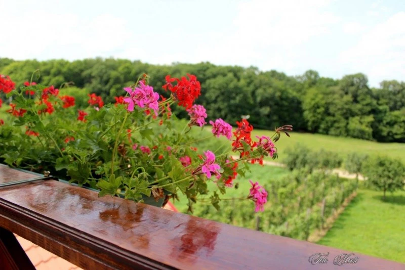 Szilágycseh Szállás | Panzió (K0627-43) A kép szerzői jogvédelem alatt állhat. Javasolt a kapcsolatfelvétel a jog tulajdonossal.