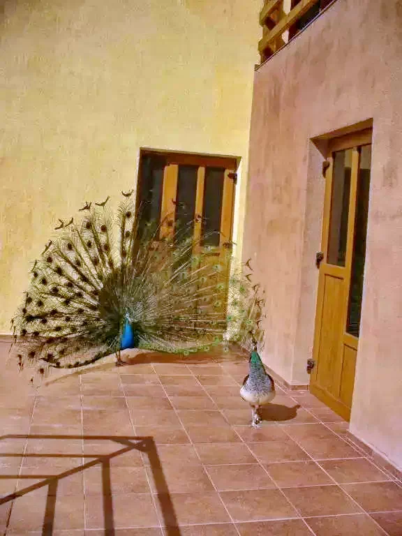 Havasrekettye Szállás | Panzió (K0507-19) A kép szerzői jogvédelem alatt állhat. Javasolt a kapcsolatfelvétel a jog tulajdonossal.