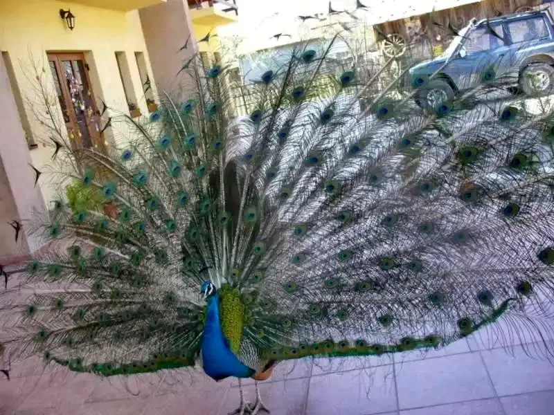 Havasrekettye Szállás | Panzió (K0507-20) A kép szerzői jogvédelem alatt állhat. Javasolt a kapcsolatfelvétel a jog tulajdonossal.