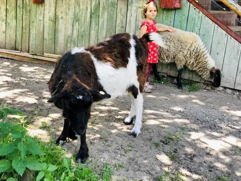 Homoródfürdő Szállás | Panzió (K0121-45) A kép szerzői jogvédelem alatt állhat. Javasolt a kapcsolatfelvétel a jog tulajdonossal.