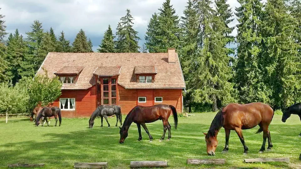 Homoródfürdő Szállás | Motel (K0121-50) A kép szerzői jogvédelem alatt állhat. Javasolt a kapcsolatfelvétel a jog tulajdonossal.