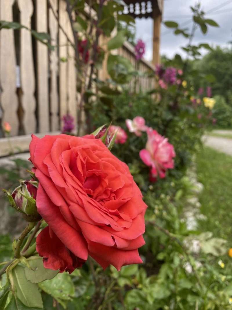 Valea Drăganului Cazare | Cabană (K0768-30) Imaginea poate fi supusă drepturilor de autor. Se recomandă contactarea titularului drepturilor.