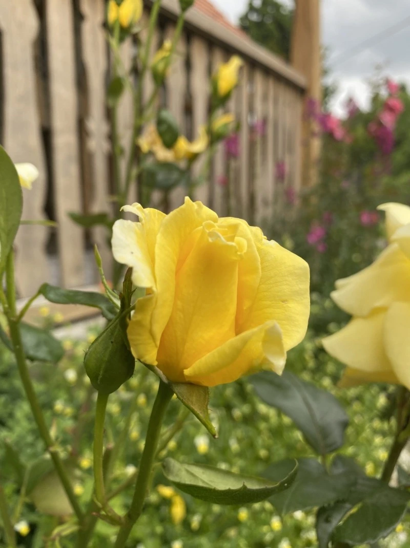 Valea Drăganului Cazare | Cabană (K0768-32) Imaginea poate fi supusă drepturilor de autor. Se recomandă contactarea titularului drepturilor.