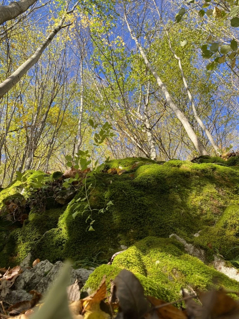 Valea Drăganului Cazare | Sat de vacanță (K0768-34) Imaginea poate fi supusă drepturilor de autor. Se recomandă contactarea titularului drepturilor.