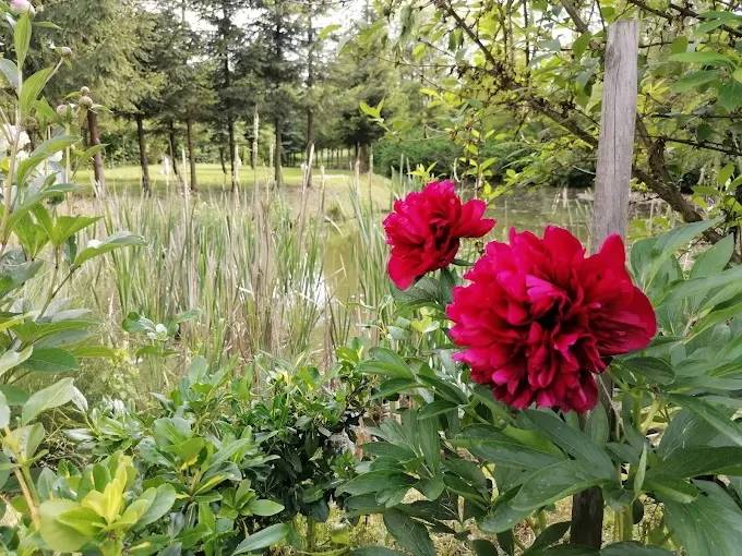 Păltiniș Cazare | Sat de vacanță (K1302-33) Imaginea poate fi supusă drepturilor de autor. Se recomandă contactarea titularului drepturilor.