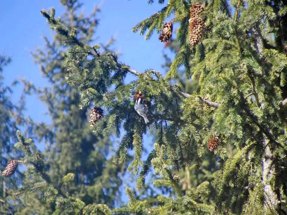 Hargitafürdő Szállás | Kulcsosház (K1204-30) A kép szerzői jogvédelem alatt állhat. Javasolt a kapcsolatfelvétel a jog tulajdonossal. Hargitafürdő Szállás | Kulcsosház (K1204-30) A kép szerzői jogvédelem alatt állhat. Javasolt a kapcsolatfelvétel a jog tulajdonossal.