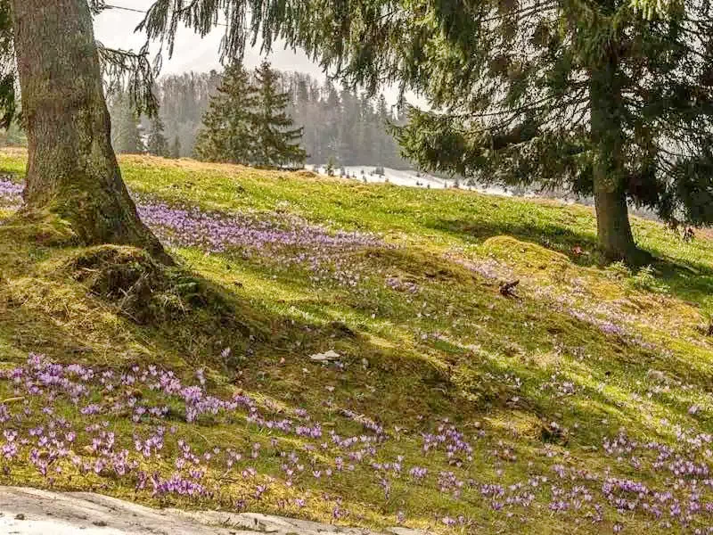 Cazare Padiș - Cabanele Five Chalets | Pádis - Five Chalets Kulcsosházak . Imaginea poate fi supusă drepturilor de autor. Se recomandă contactarea titularului drepturilor.