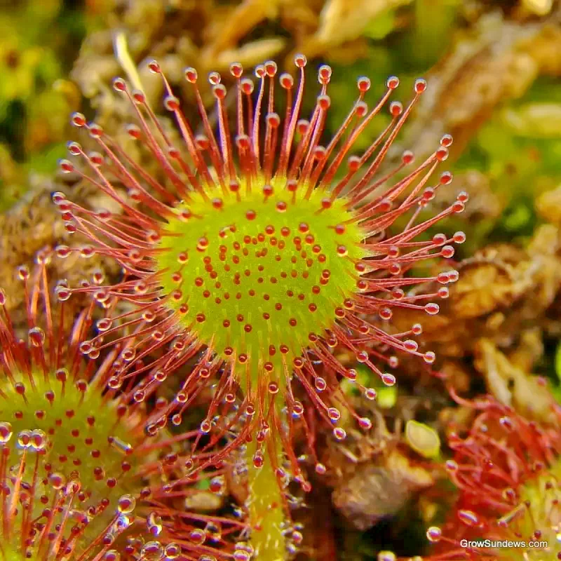 Cazare Bixad - Pensiunea Sólyomkő*** | Sepsibükszád - Sólyomkő Panzió***. Imaginea poate fi supusă drepturilor de autor. Se recomandă contactarea titularului drepturilor.