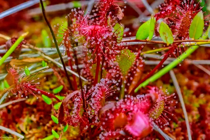 Cazare Bixad - Pensiunea Sólyomkő*** | Sepsibükszád - Sólyomkő Panzió***. Imaginea poate fi supusă drepturilor de autor. Se recomandă contactarea titularului drepturilor.