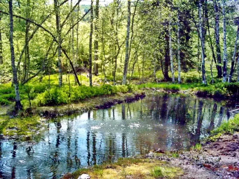 Puffogó Láp Puffogó Láp